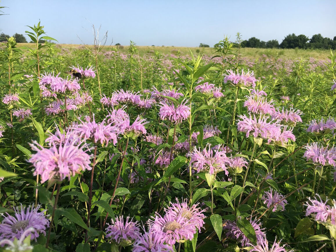 bee balm by Tina Notas